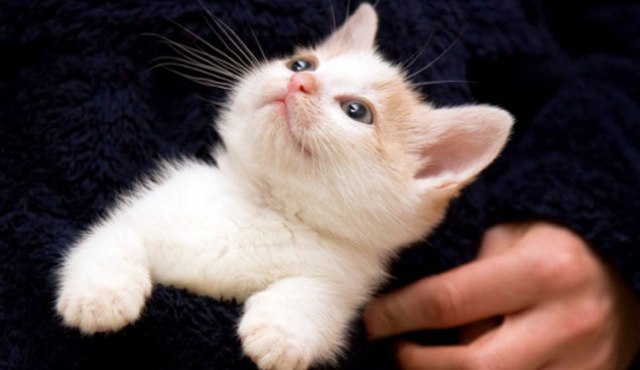 Queste 20 Foto di Gatti che Sorridono vi Miglioreranno la Giornata