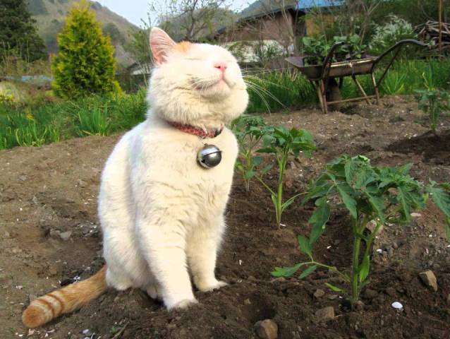 Queste 20 Foto di Gatti che Sorridono vi Miglioreranno la Giornata