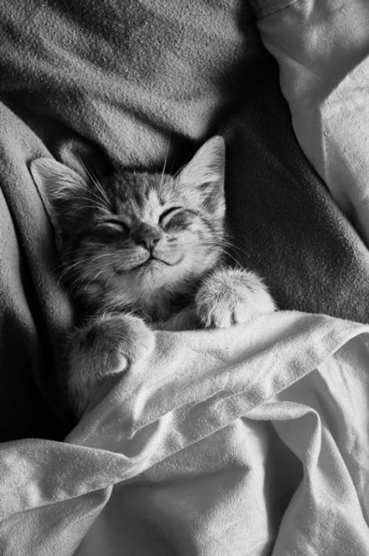 Queste 20 Foto di Gatti che Sorridono vi Miglioreranno la Giornata