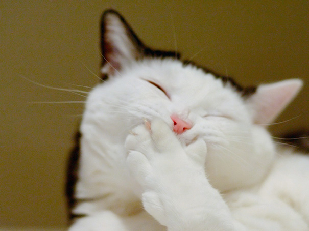 Queste 20 Foto di Gatti che Sorridono vi Miglioreranno la Giornata