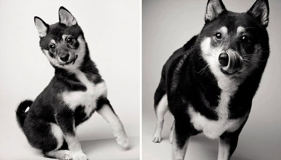 13 Commoventi Fotografie che Mostrano Come Invecchiano i Nostri Cani