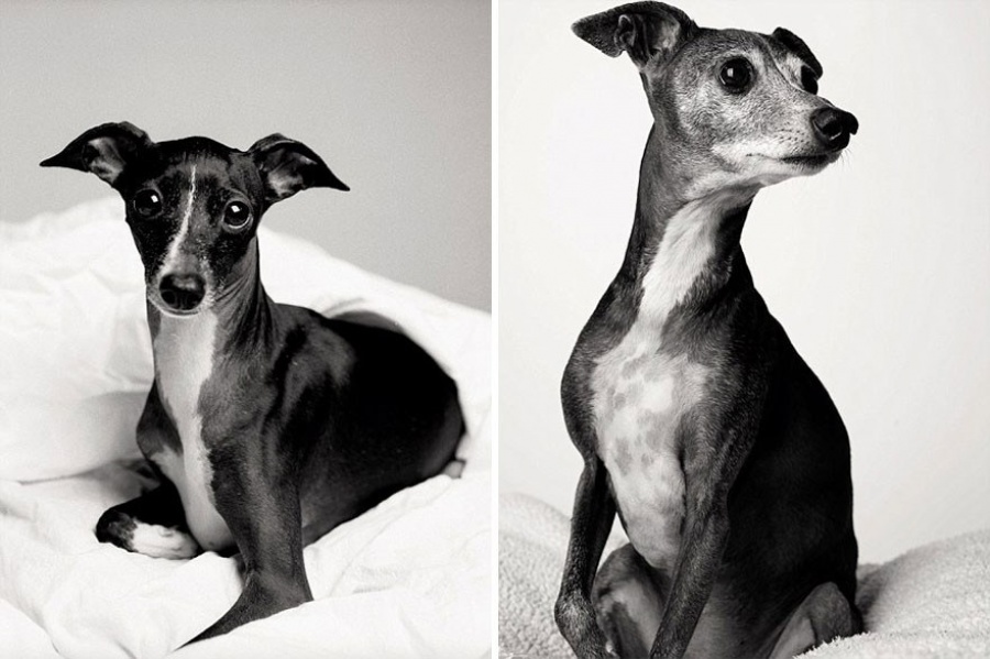 13 Commoventi Fotografie che Mostrano Come Invecchiano i Nostri Cani