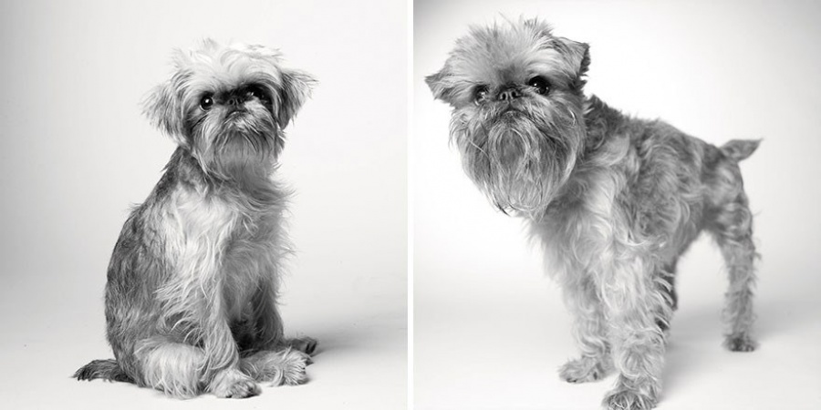 13 Commoventi Fotografie che Mostrano Come Invecchiano i Nostri Cani