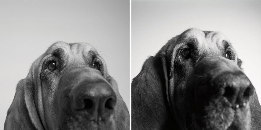 13 Commoventi Fotografie che Mostrano Come Invecchiano i Nostri Cani