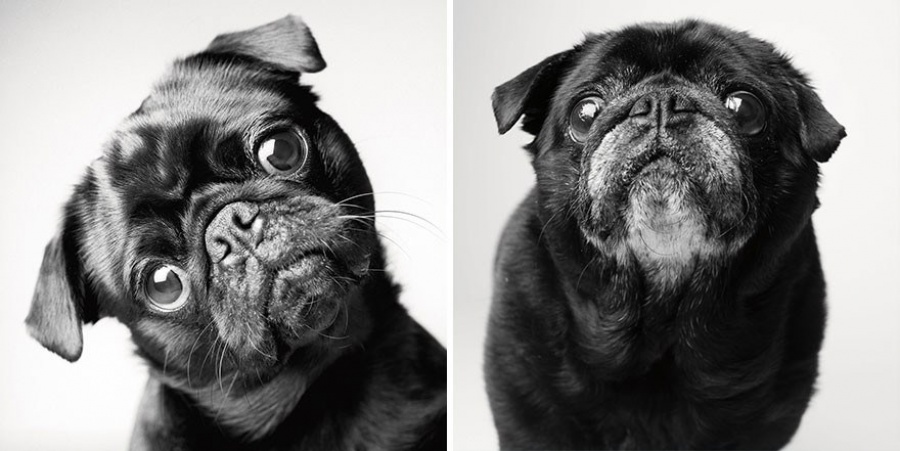 13 Commoventi Fotografie che Mostrano Come Invecchiano i Nostri Cani