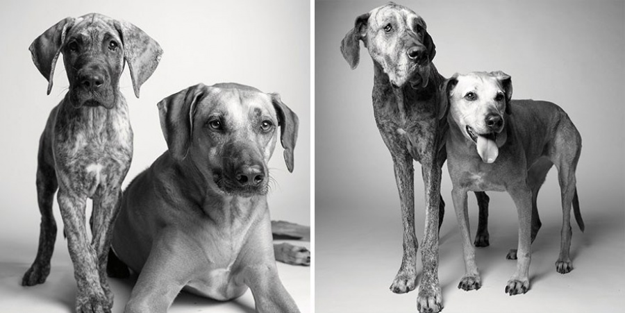 13 Commoventi Fotografie che Mostrano Come Invecchiano i Nostri Cani