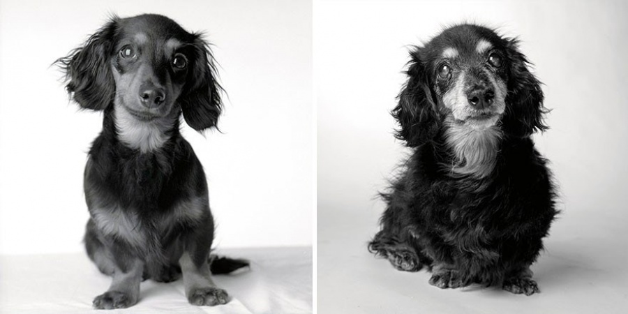 13 Commoventi Fotografie che Mostrano Come Invecchiano i Nostri Cani