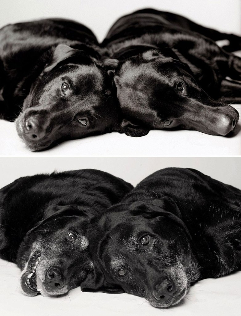 13 Commoventi Fotografie che Mostrano Come Invecchiano i Nostri Cani