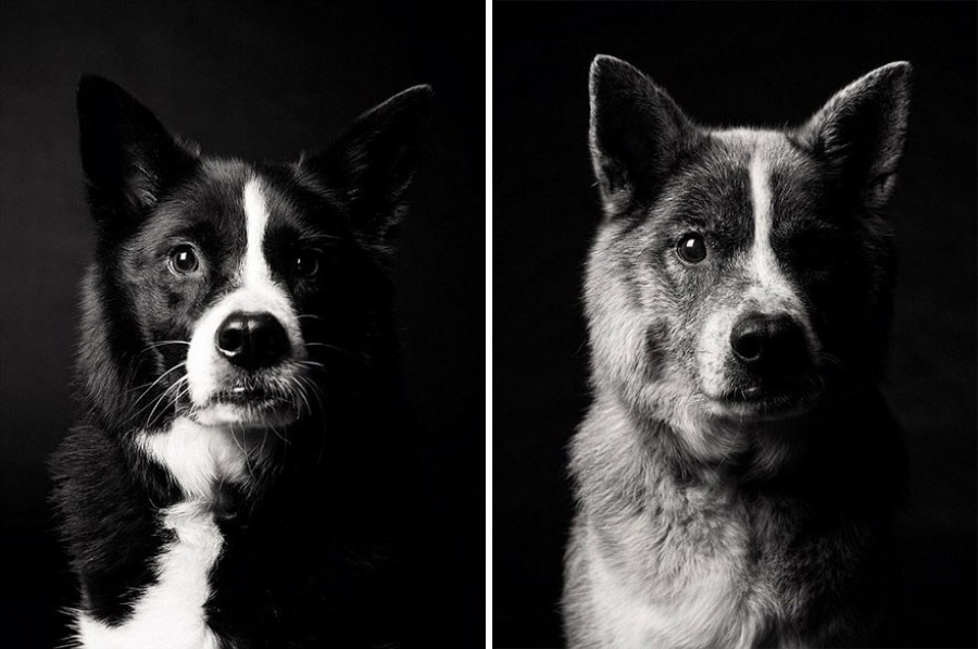 13 Commoventi Fotografie che Mostrano Come Invecchiano i Nostri Cani