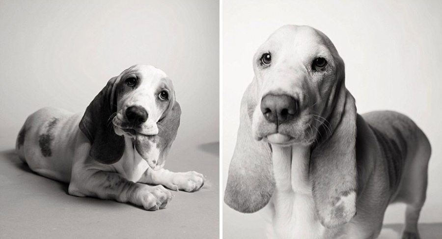 13 Commoventi Fotografie che Mostrano Come Invecchiano i Nostri Cani