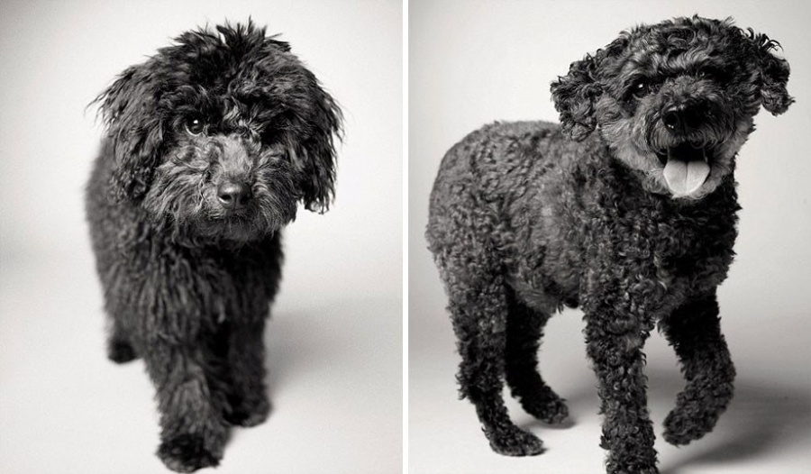 13 Commoventi Fotografie che Mostrano Come Invecchiano i Nostri Cani