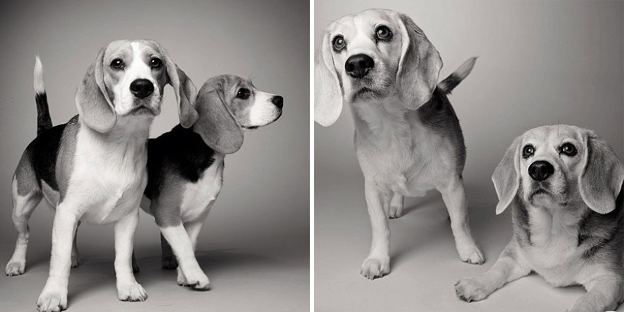 13 Commoventi Fotografie che Mostrano Come Invecchiano i Nostri Cani