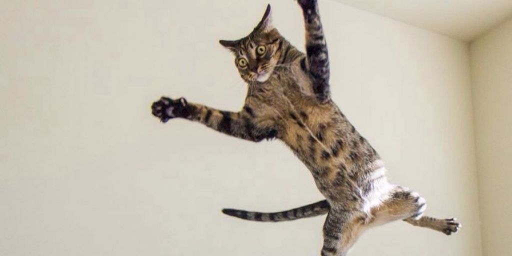 I Gatti Volano? Questi 25 Felini Sì, Ecco Come Sfidano la Forza di Gravità