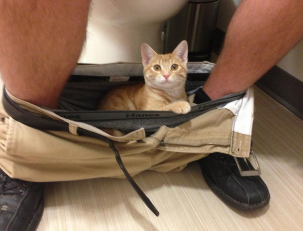 Il Vostro Gatto ha Idea di Cosa sia la Privacy? Questi 30 Felini Sembra Non lo Sappiano!