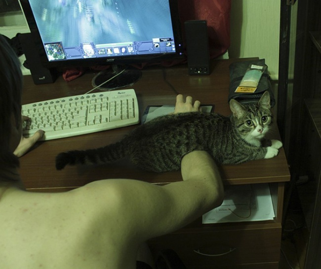 Il Vostro Gatto ha Idea di Cosa sia la Privacy? Questi 30 Felini Sembra Non lo Sappiano!