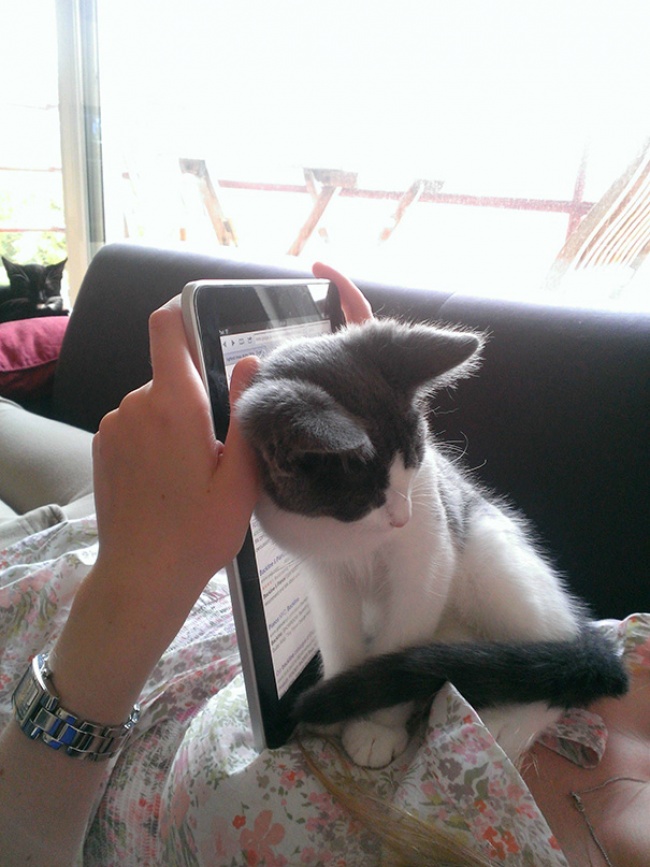 Il Vostro Gatto ha Idea di Cosa sia la Privacy? Questi 30 Felini Sembra Non lo Sappiano!