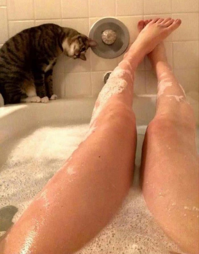 Il Vostro Gatto ha Idea di Cosa sia la Privacy? Questi 30 Felini Sembra Non lo Sappiano!