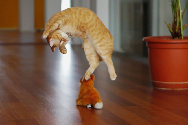 I Gatti Volano? Questi 25 Felini Sì, Ecco Come Sfidano la Forza di Gravità