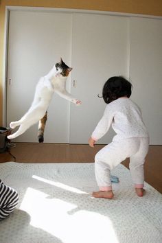 I Gatti Volano? Questi 25 Felini Sì, Ecco Come Sfidano la Forza di Gravità