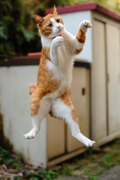 I Gatti Volano? Questi 25 Felini Sì, Ecco Come Sfidano la Forza di Gravità