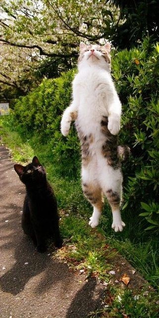 I Gatti Volano? Questi 25 Felini Sì, Ecco Come Sfidano la Forza di Gravità