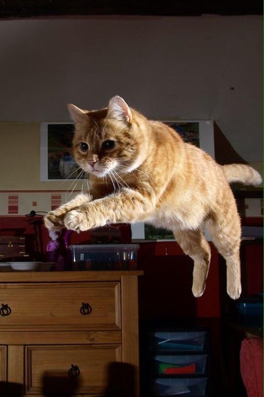I Gatti Volano? Questi 25 Felini Sì, Ecco Come Sfidano la Forza di Gravità