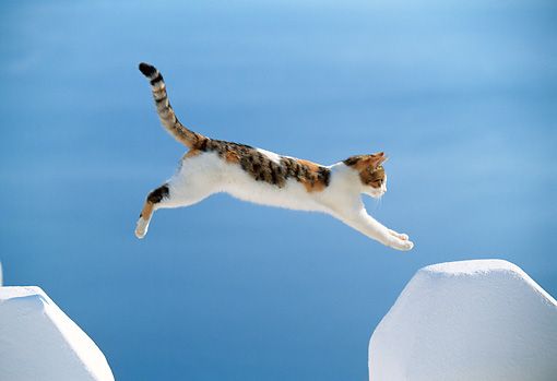 I Gatti Volano? Questi 25 Felini Sì, Ecco Come Sfidano la Forza di Gravità