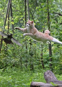 I Gatti Volano? Questi 25 Felini Sì, Ecco Come Sfidano la Forza di Gravità