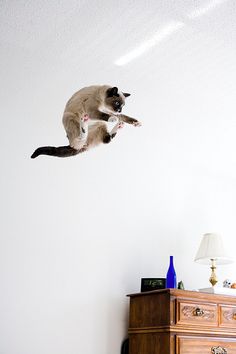 I Gatti Volano? Questi 25 Felini Sì, Ecco Come Sfidano la Forza di Gravità