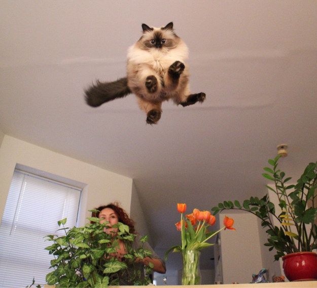 I Gatti Volano? Questi 25 Felini Sì, Ecco Come Sfidano la Forza di Gravità