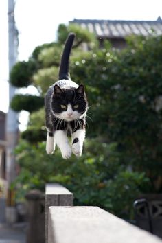 I Gatti Volano? Questi 25 Felini Sì, Ecco Come Sfidano la Forza di Gravità I Gatti Volano? Questi 25 Felini Sì, Ecco Come Sfidano la Forza di Gravità