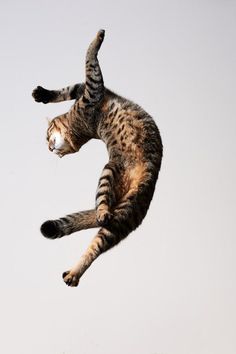 I Gatti Volano? Questi 25 Felini Sì, Ecco Come Sfidano la Forza di Gravità