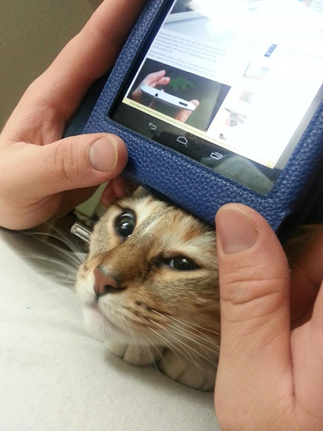Il Vostro Gatto ha Idea di Cosa sia la Privacy? Questi 30 Felini Sembra Non lo Sappiano!