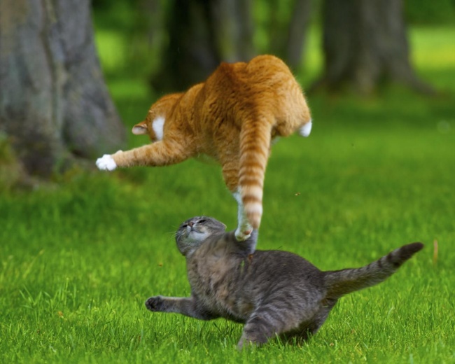I Gatti Volano? Questi 25 Felini Sì, Ecco Come Sfidano la Forza di Gravità