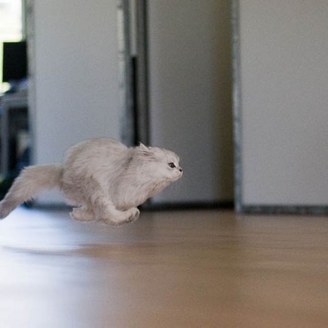 I Gatti Volano? Questi 25 Felini Sì, Ecco Come Sfidano la Forza di Gravità