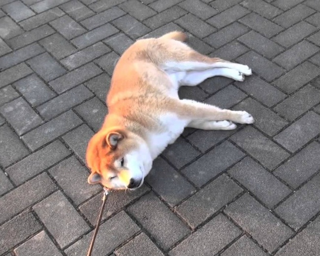20 Buffe Espressioni di Cani che si Comportano in Modo Assurdo!