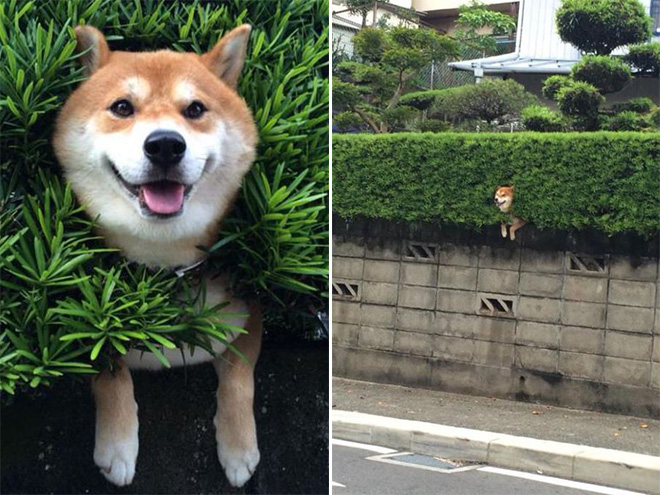 23 Animali "Incastrati" ma che Fanno Finta che Non sia Successo Nulla