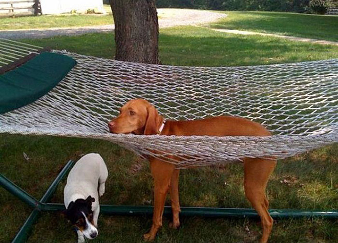 23 Animali "Incastrati" ma che Fanno Finta che Non sia Successo Nulla