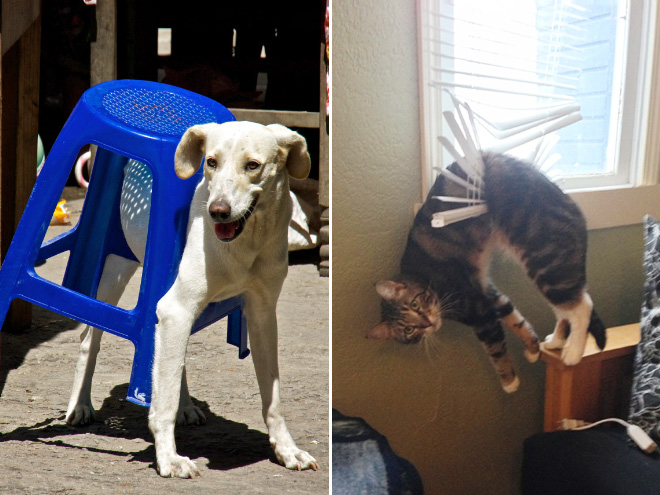 23 Animali "Incastrati" ma che Fanno Finta che Non sia Successo Nulla