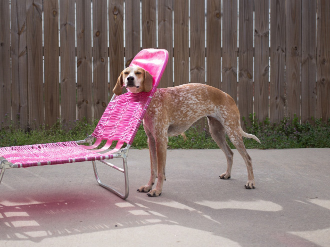 23 Animali "Incastrati" ma che Fanno Finta che Non sia Successo Nulla