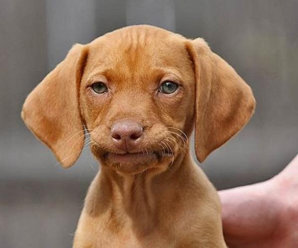 20 Buffe Espressioni di Cani che si Comportano in Modo Assurdo!