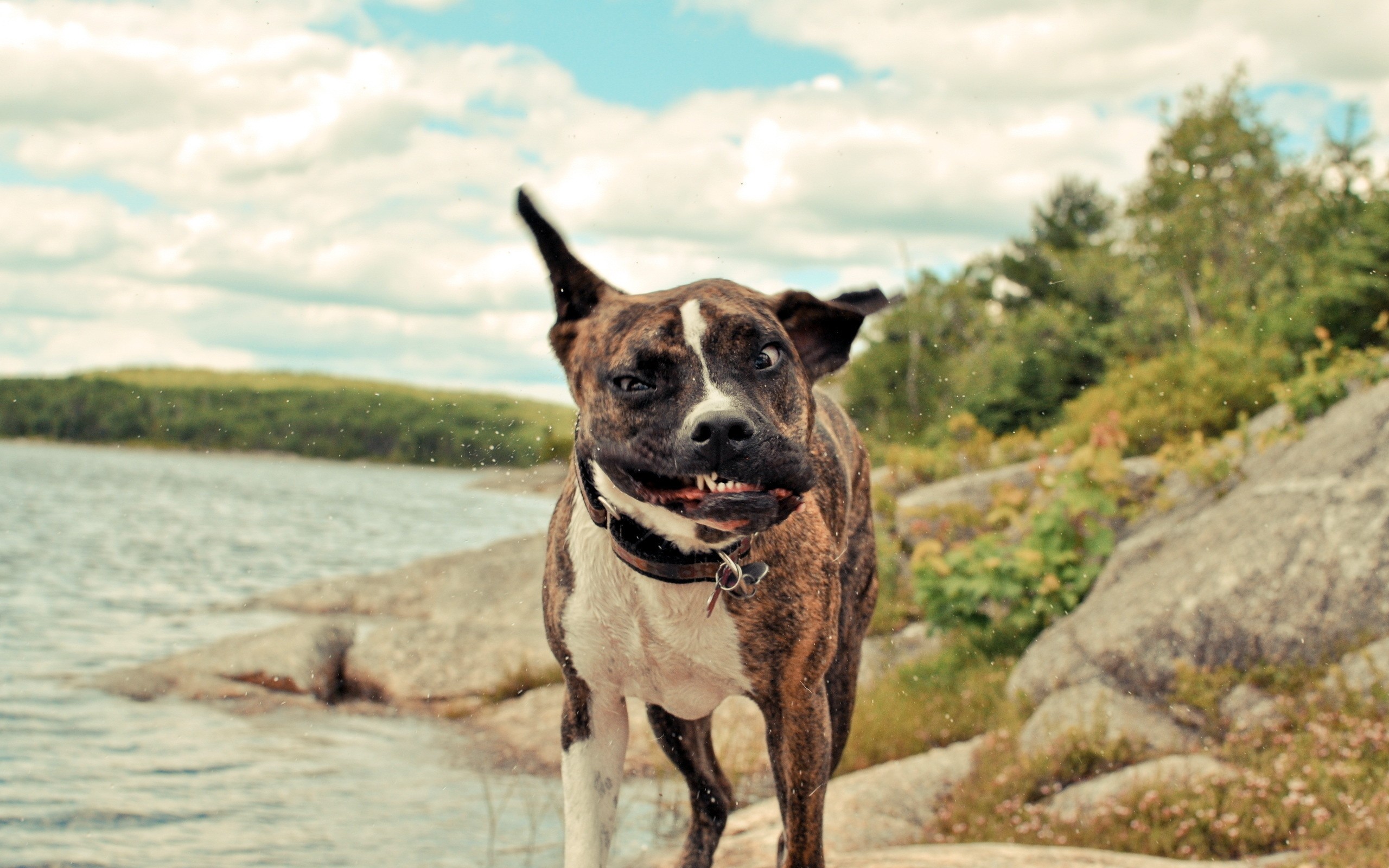 20 Buffe Espressioni di Cani che si Comportano in Modo Assurdo!