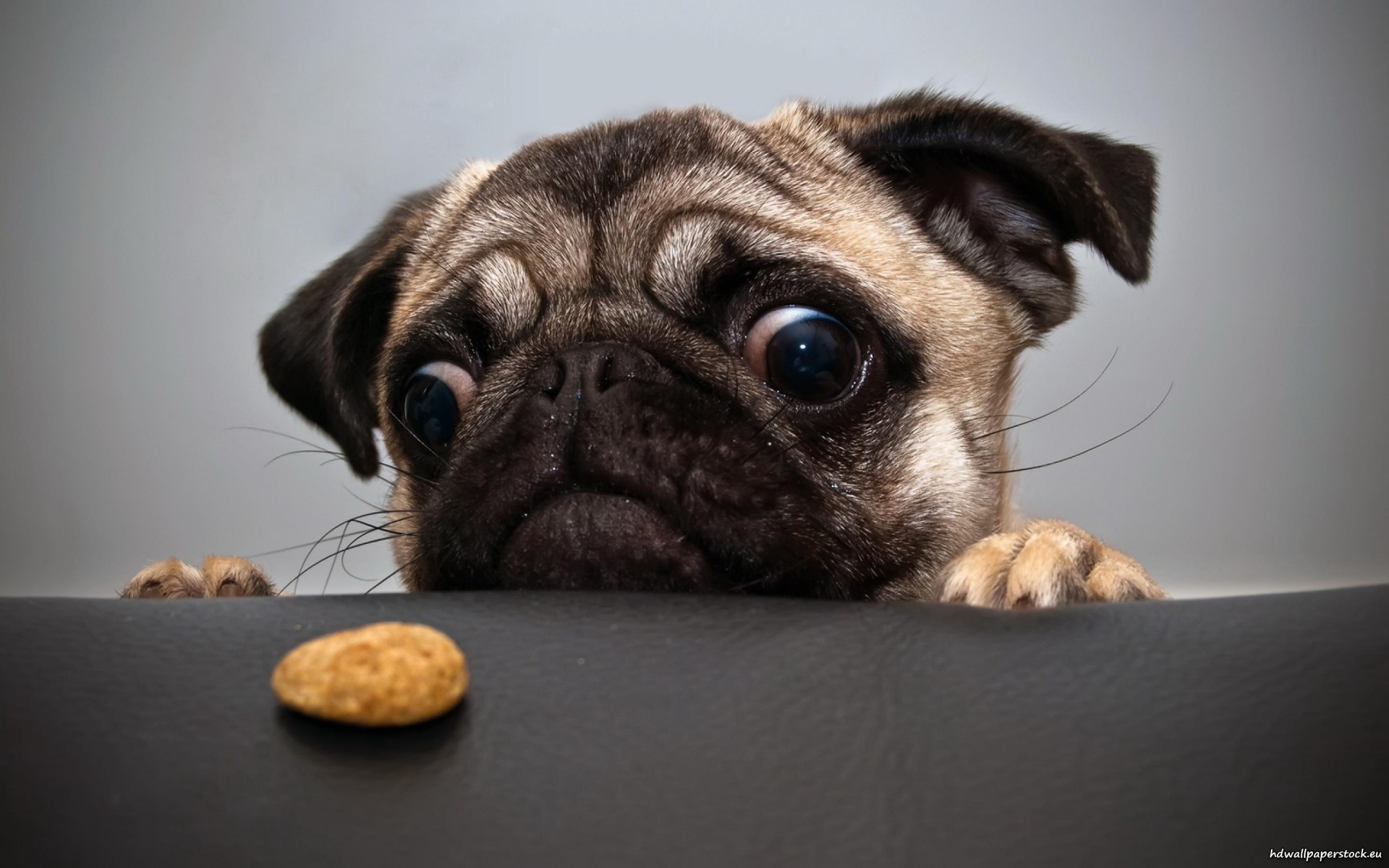 20 Buffe Espressioni di Cani che si Comportano in Modo Assurdo!