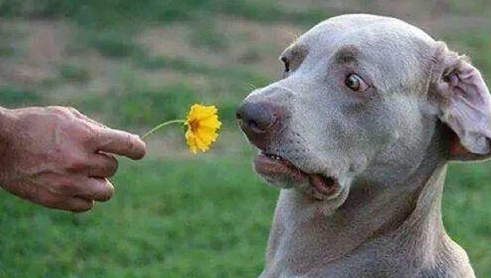 20 Buffe Espressioni di Cani che si Comportano in Modo Assurdo!