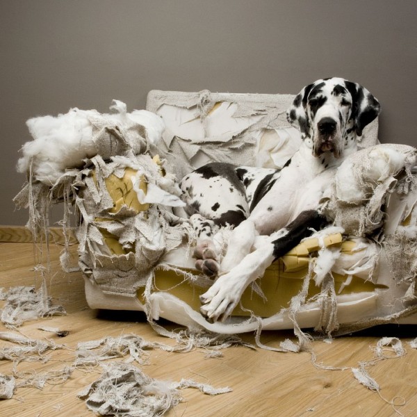 20 Buffe Espressioni di Cani che si Comportano in Modo Assurdo!