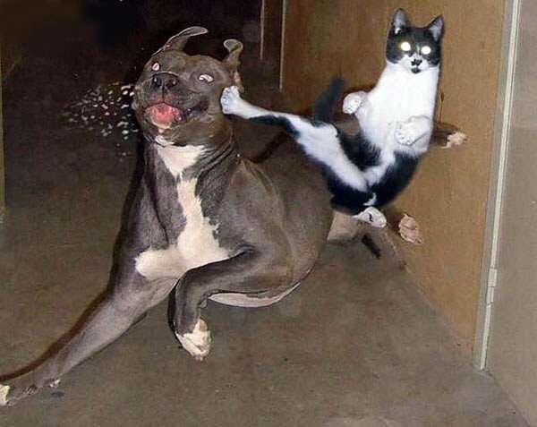 20 Buffe Espressioni di Cani che si Comportano in Modo Assurdo!