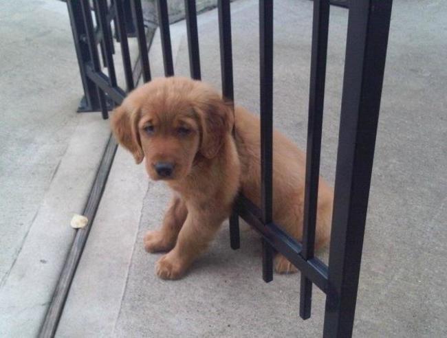 23 Animali "Incastrati" ma che Fanno Finta che Non sia Successo Nulla