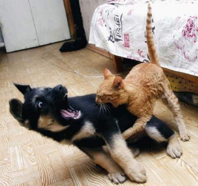 20 Buffe Espressioni di Cani che si Comportano in Modo Assurdo!