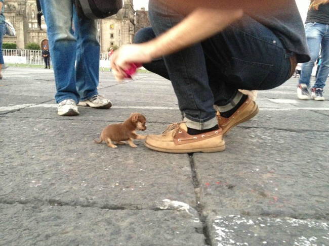 20 Buffe Espressioni di Cani che si Comportano in Modo Assurdo!