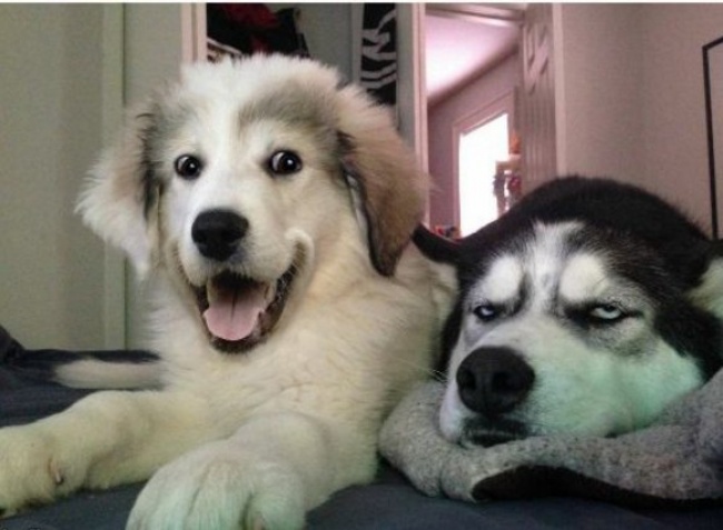 20 Buffe Espressioni di Cani che si Comportano in Modo Assurdo!